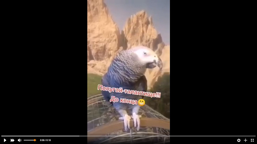 Попугай, спевший песню «Темная ночь», взорвал интернет