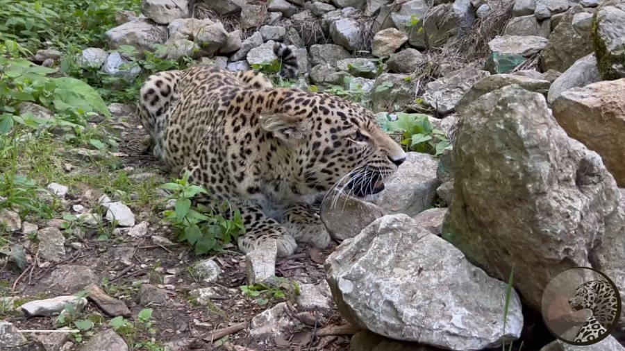 Разговор леопарда и вороны в Сочинском нацпарке попал на видео