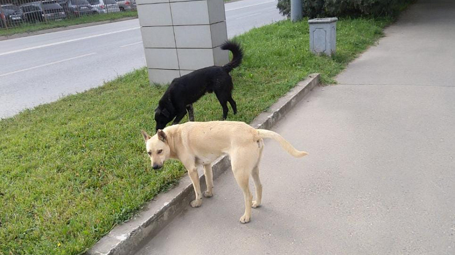 Бастрыкин запросил доклад об участившихся нападениях бездомных собак на людей в Краснодаре