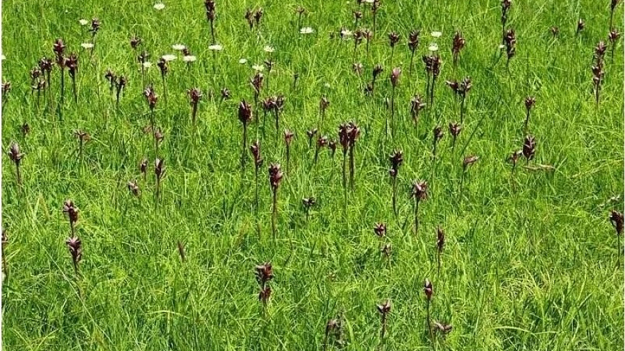 В сочинском парке «Дендрарий» туристы вытоптали редчайшие орхидеи