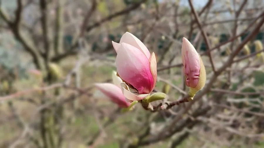 Куда поехать на 8 Марта: топ-3 атмосферных мест Кубани