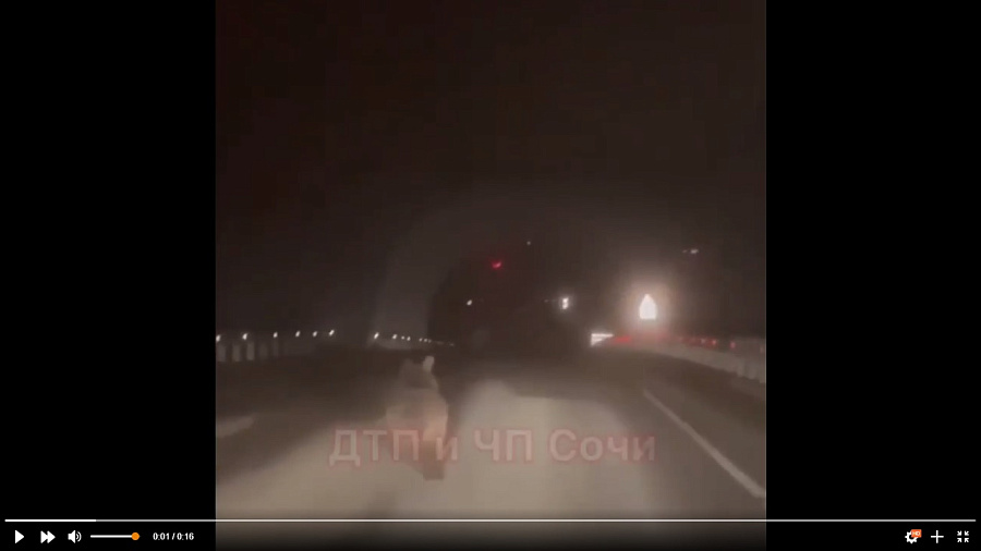 В Сочи автомобилисты наткнулись в тоннеле на медведя и сняли его на видео