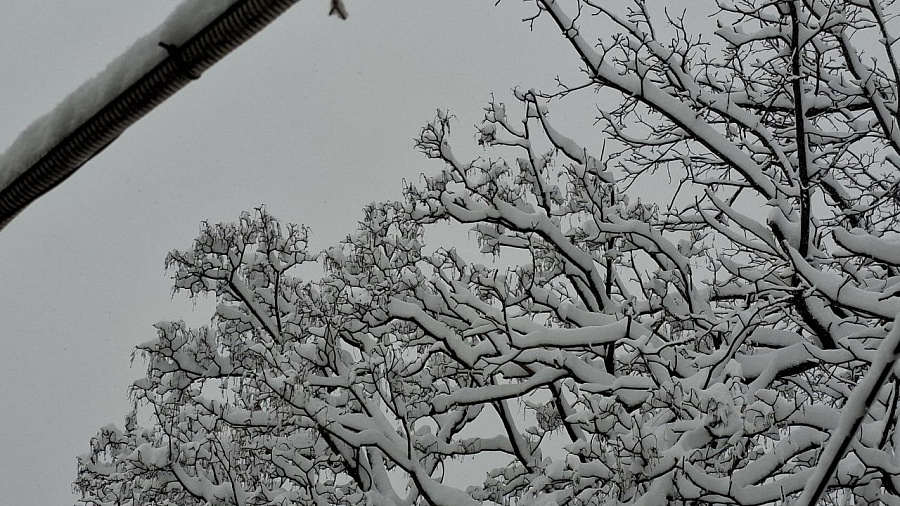 Налипание мокрого снега угрожает ЛЭП и деревьям на Кубани до 14 января