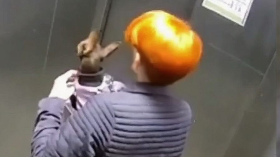 В Краснодаре лифт с женщиной и собакой внутри сорвался с 6 этажа