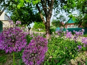 Правительство защитило дачников от потери земли за борщевик