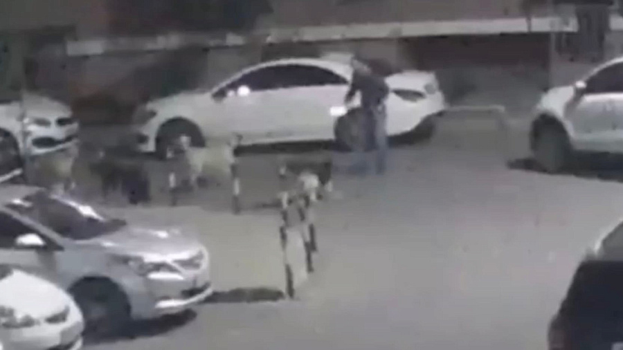 В Краснодаре стая собак напала на мужчину ночью во дворе жилого дома