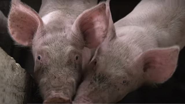 В Краснодарском крае выявлена новая вспышка африканской чумы свиней