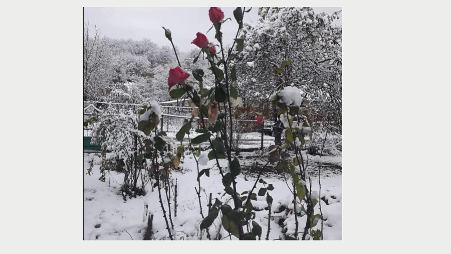 Жители опубликовали первые кадры со снегопадом в Краснодарском крае