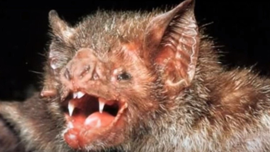 Ученые нашли в Аргентине останки гигантской летучей мыши-вампира