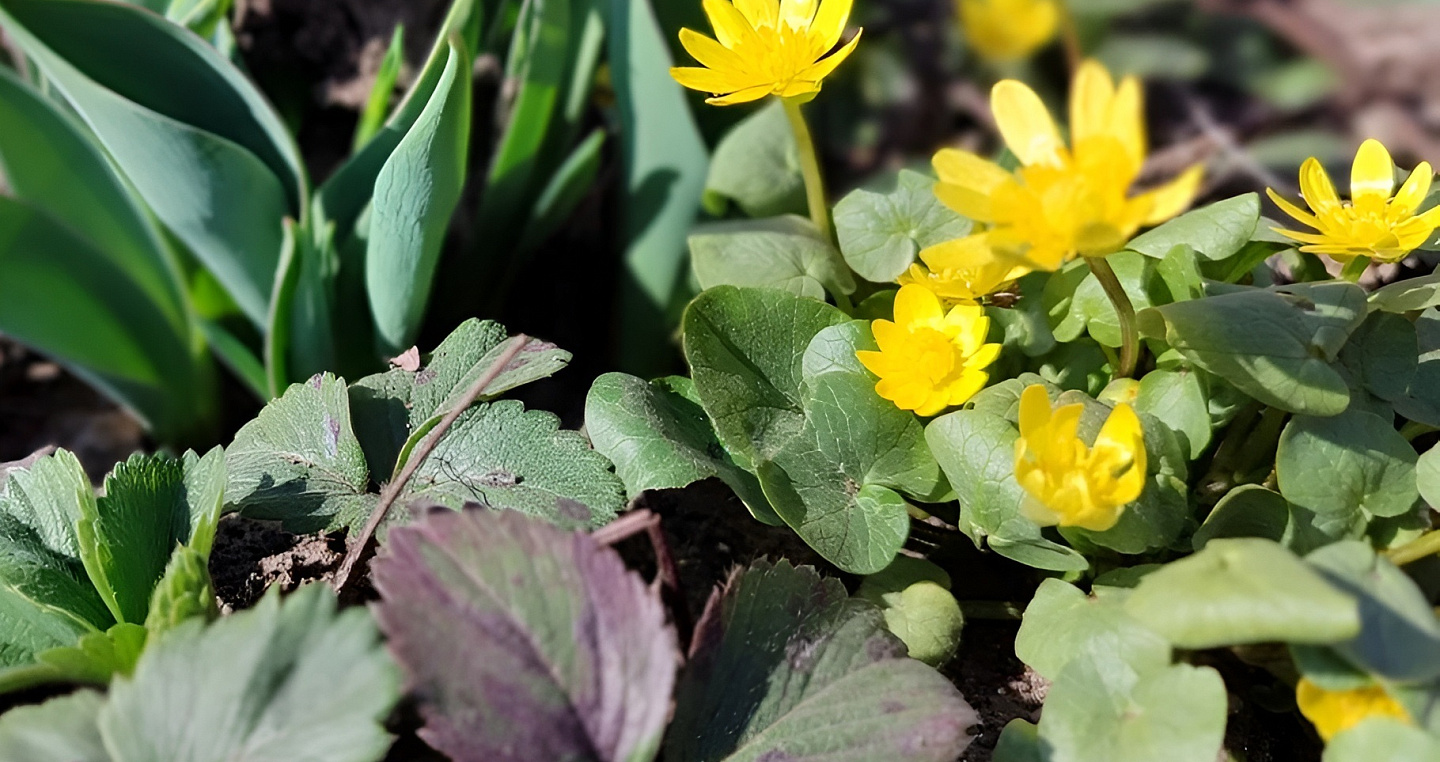 Потепление до +22 градусов ждет жителей Кубани к концу рабочей недели