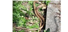 В Новороссийске началось нашествие змей на кладбище