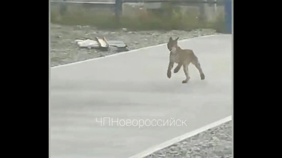 Жители Новороссийска сняли на видео бегающую по городу дикую рысь