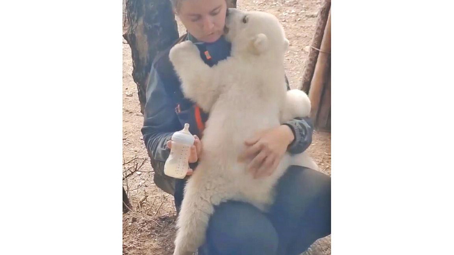 Посетители Сафари-Парка в Геленджике восхитились белым медвежонком, целующимся во время кормления (ВИДЕО)