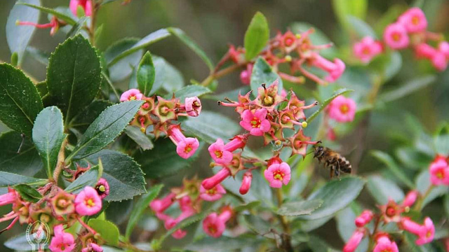 В Дендрарии Сочи зацвел один из самых красивых декоративных кустарников мира