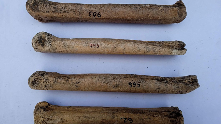 На Таманском полуострове обнаружили античные «коньки»