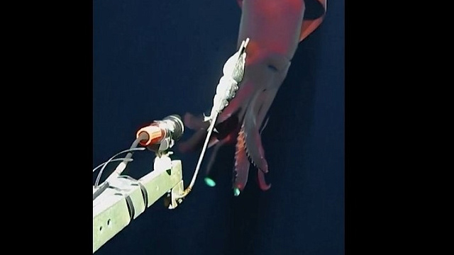 Огромный кальмар с «фарами» попал на видео во время атаки на подводную камеру