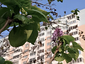 В Краснодаре в ноябре зацвела сирень