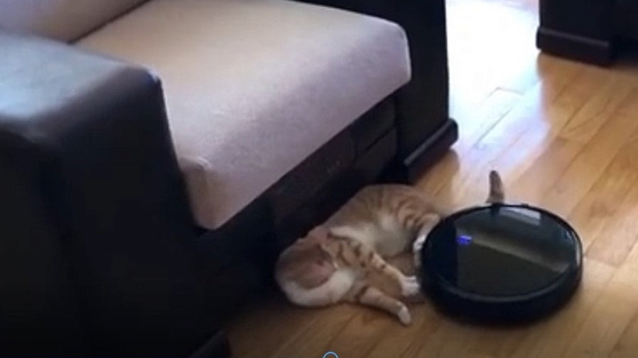 Робот-пылесос смел кота под кресло: видео стало хитом в Сети