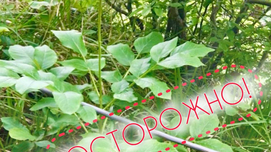 В Сочи цветет опасный «огонь-цветок»