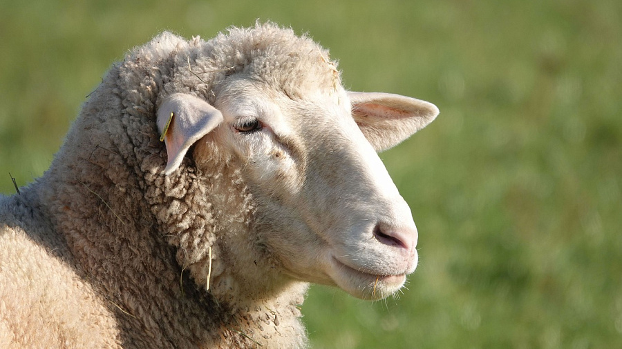 В порту Новороссийска задержано более 12 тонн овечьих шкур
