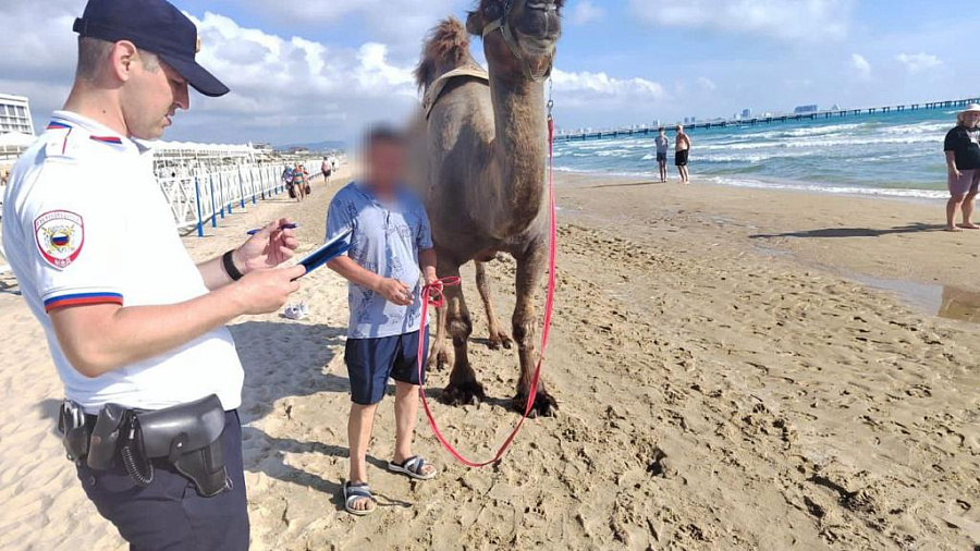 В Анапе полицейские оштрафовали фотографа-живодера, гуляющего с верблюдом на пляже