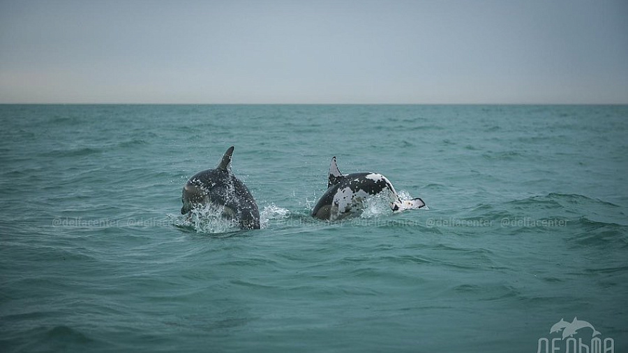 Необычный «дельфин-далматинец» был замечен у берегов Сочи (ФОТО)