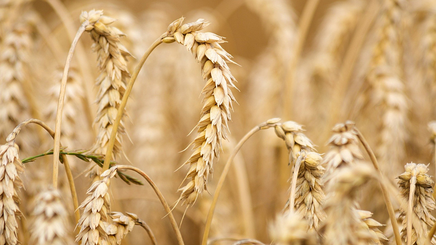 В Минсельхозе Краснодарского края рассказали, чем грозит запрет экспорта пшеницы в страны ЕАЭС для кубанских производителей