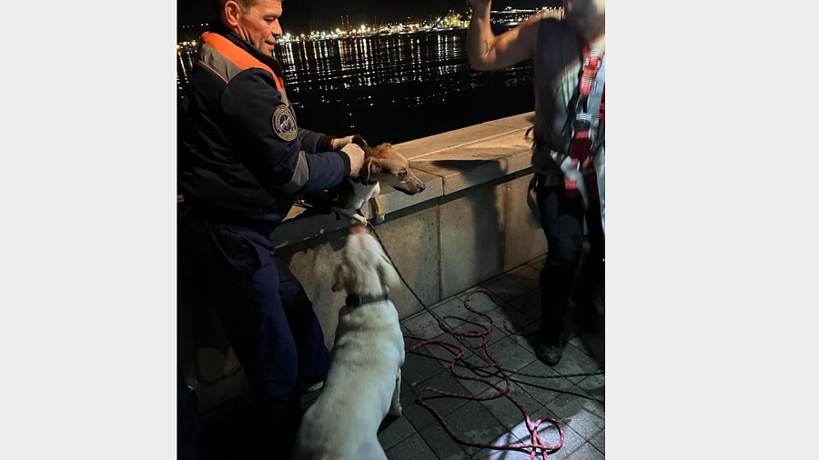 В Новороссийске спасатели вытащили из моря собаку, спрыгнувшую с пирса
