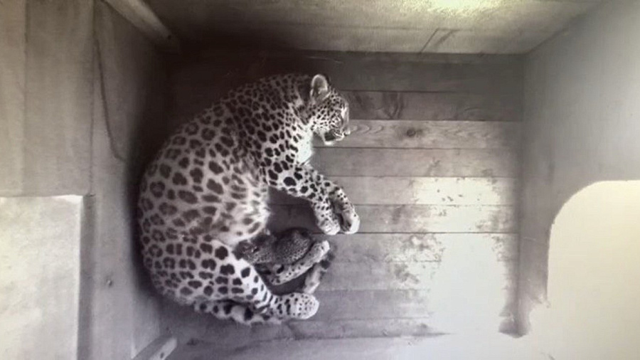 У пары переднеазиатских леопардов из Сочинского национального парка родился котенок