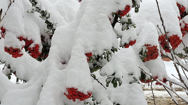 Кубань стала лидером по зимним осадкам на Юге России