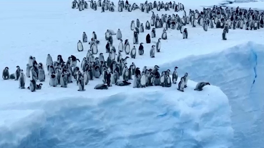 Птенцы пингвинов, прыгающие с 20-метровой ледяной скалы, попали на видео