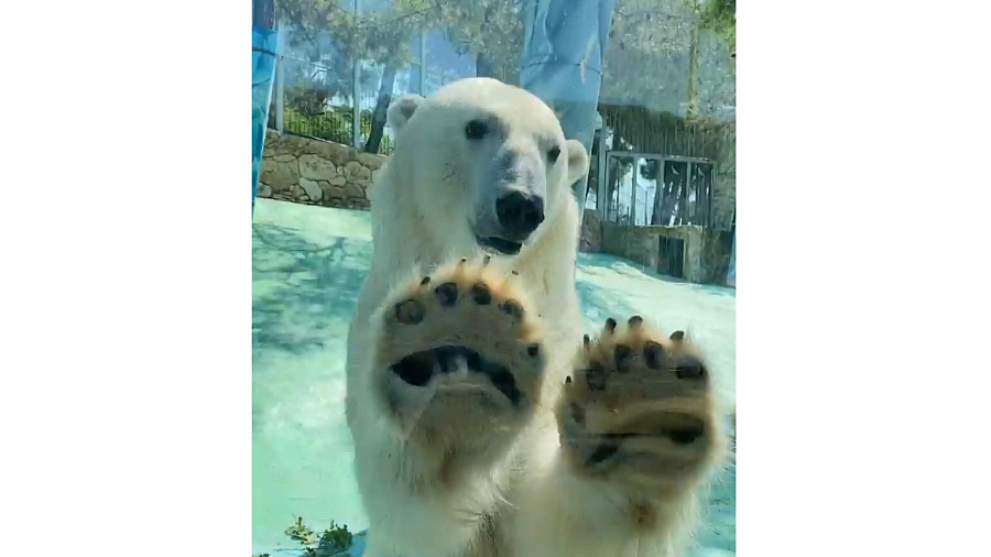 В Сафари-Парке Геленджика отпраздновали день рождения подросших белых медвежат. Видео