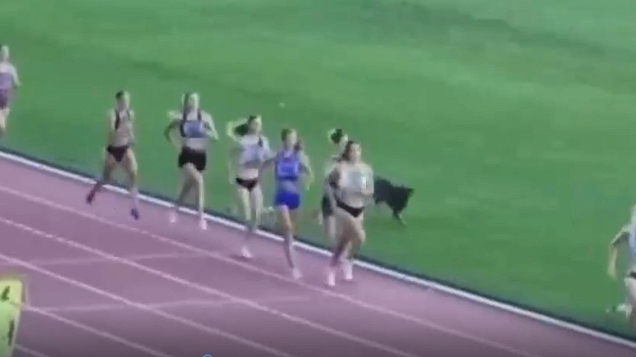 Собака выбежала на стадион и приняла участие в чемпионате по легкой атлетике в Краснодаре