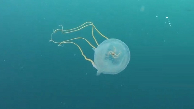 Двухлетний мальчик из Хабаровска погиб в Малайзии после укуса ядовитой медузы