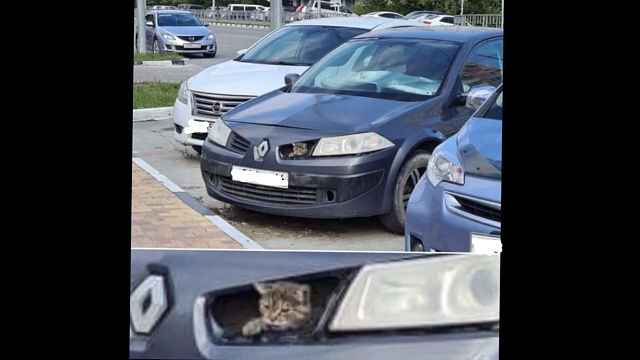В Новороссийске замерзший кот спрятался под капотом автомобиля