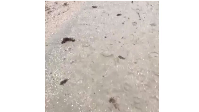 Пляжи Анапы в опасности: новые выбросы мазута на трех участках побережья