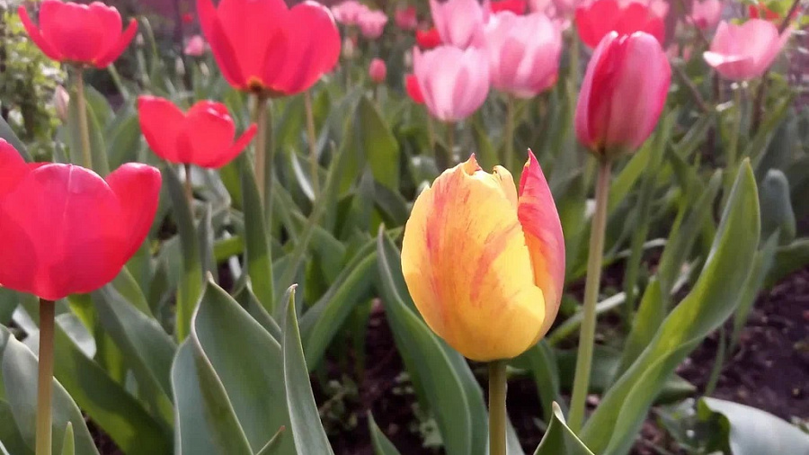 В Краснодаре потеплеет до +18 градусов