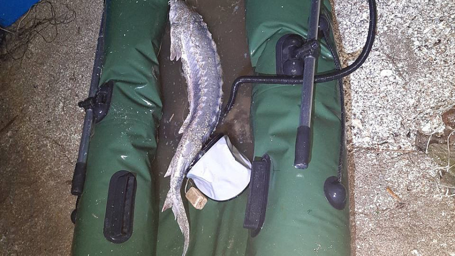 В Приморско-Ахтарском районе браконьер выловил краснокнижного осётра стоимостью более 270 тысяч рублей