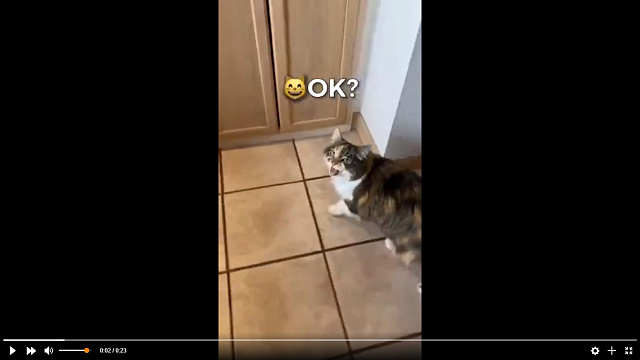 Кошка научилась произносить слово «Ок» и стала звездой интернета