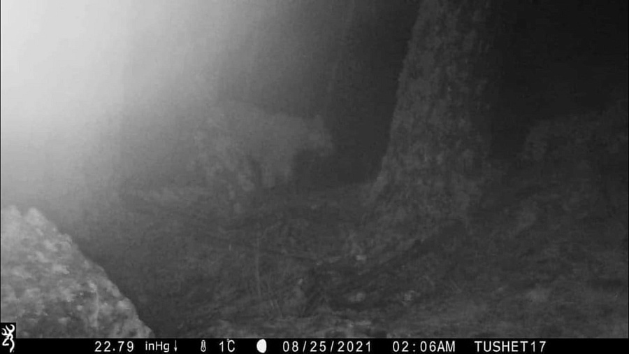В Грузии впервые за 12 лет фотоловушка поймала леопарда, предположительно родившегося в Сочи
