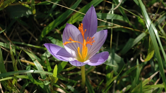В высокогорных лугах Сочи расцвели 4 вида редких краснокнижных крокусов