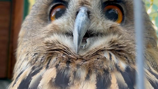 Сочинские ученые показали готовность филина Филимона к охоте