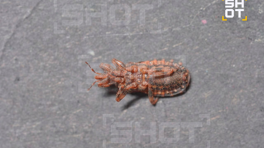 Тайские врачи отказались брать анализы у россиянина после «поцелуя смерти» в Паттайе