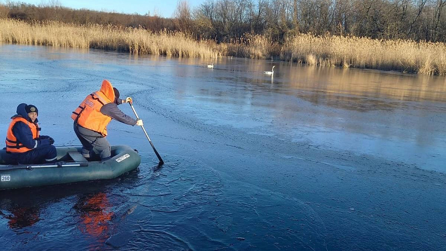 В Краснодарском крае пару лебедей спасли из ледяного плена