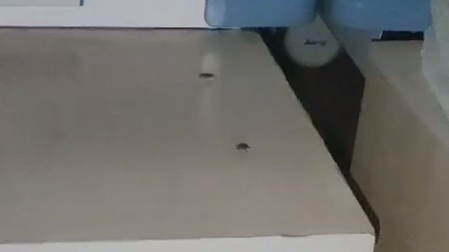 В Краснодаре прокуратура проверит информацию о наличии тараканов в местной детской больнице 