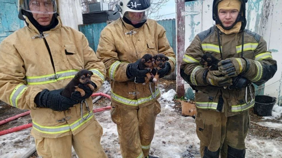В Курганинском районе под завалами после пожара нашли щенков 