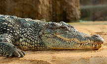 Минприроды назвала информацию об обитании крокодила в реке под Тимашевском фейковой