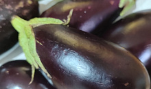 Карантинного вредителя нашли в 13 тоннах баклажанов на складе в Краснодаре