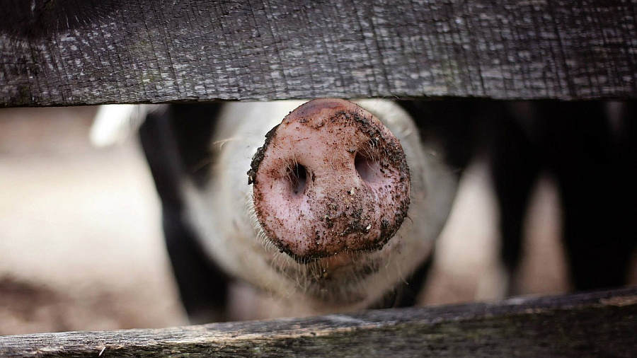 В Краснодар завезли более 150 кг свиных субпродуктов, зараженных африканской чумой