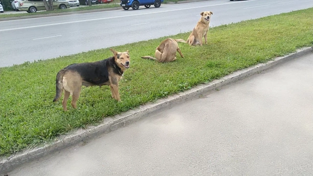 В Краснодаре с 9 по 20 февраля отловят бродячих собак в 6 районах